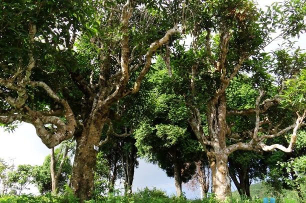 Văn hóa trà Việt Nam: Những tinh hoa độc lập trên bản đồ trà thế giới (Kỳ 1)