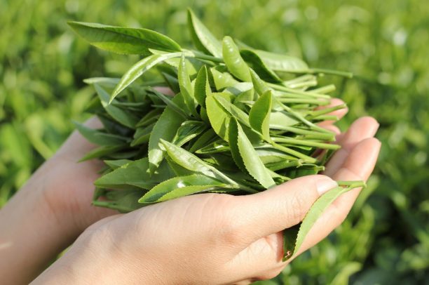 Văn hóa trà Việt Nam: Những tinh hoa độc lập trên bản đồ trà thế giới (Kỳ 2)