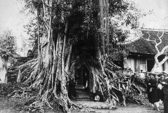 Tín ngưỡng thờ thần cây ở An Nam