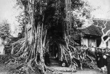 Tín ngưỡng thờ thần cây ở An Nam