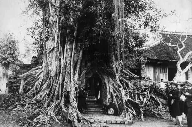 Tín ngưỡng thờ thần cây ở An Nam